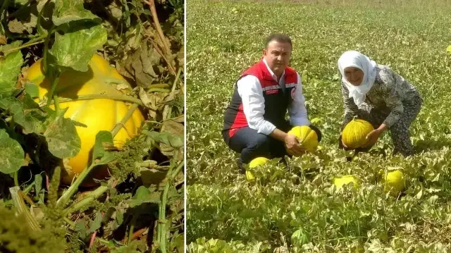 ata tohumundan gelen miras yayla kavunu dunyanin cikilan degil inilen tek yaylasinda yuz yillardir yasatiliyor jZMpsOq2