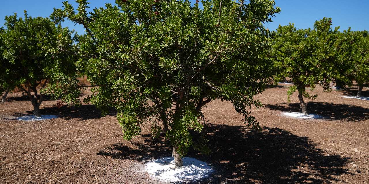 dunyada sadece iki yerde yetisiyor kilosu 20 bin lira jcImHbIS