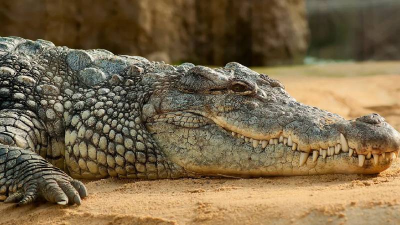 nehirden su doldurdugu sirada timsah saldirisina ugrayan kiz cocugunun cesedine ulasildi fRAAXIK1