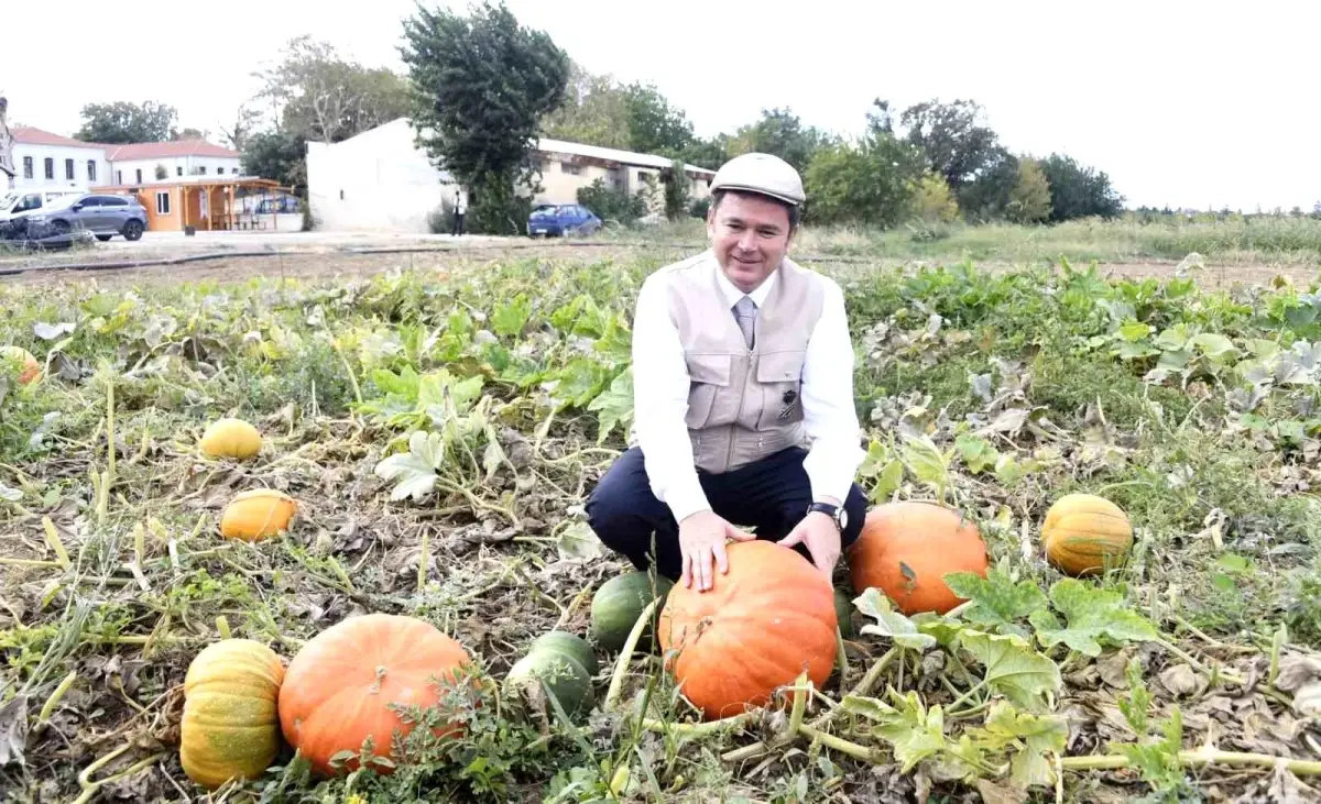 osmangazi belediyesi organik urun hasatina devam ediyor WdJtBUW4