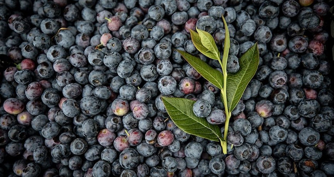 atiklari kullanip bahcesini ekip bicti paraya para demedi UaW9zXcw.jpg