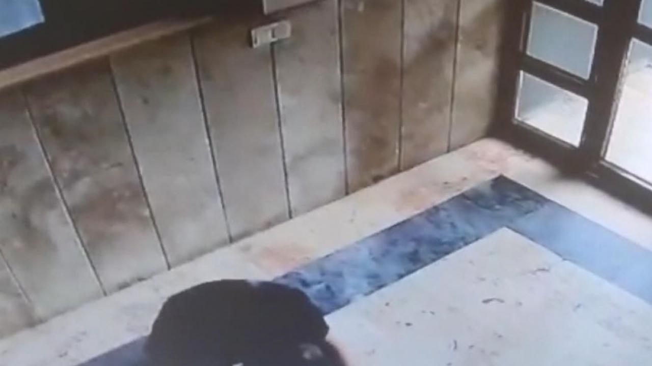 basaksehirde kediye iskence yapan saniga 3 yil 8 ay hapis cezasi TmgadcPJ