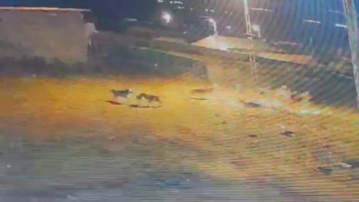 karsta kurt saldirisi kopek yaralandi lES2fKFE.jpg