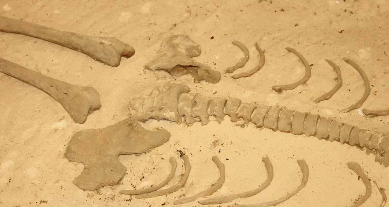 5.000 Yıllık Mezardan Elde Edilen DNA Analizi, İnsanlığın Geçmişine Işık Tutuyor