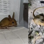 Evine girince gozlerine inanamadi nesli tehdit altindaki canli elazigda ortaya cikti 7vJPaSSP