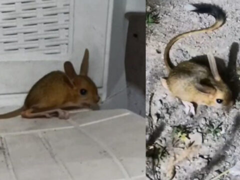 Evine girince gozlerine inanamadi nesli tehdit altindaki canli elazigda ortaya cikti 7vJPaSSP