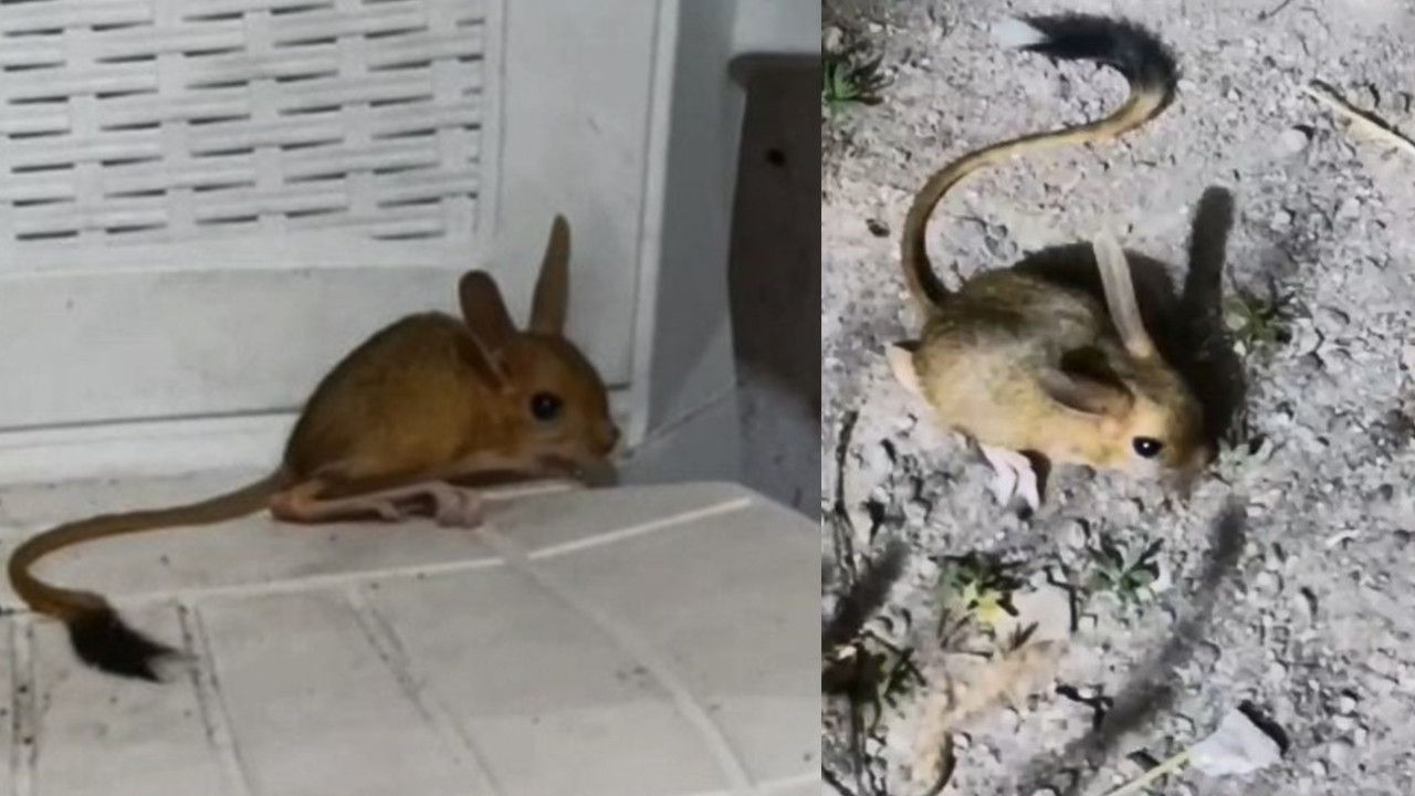 Evine girince gozlerine inanamadi nesli tehdit altindaki canli elazigda ortaya cikti 7vJPaSSP